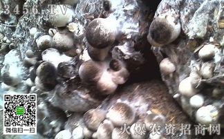 草菇菇蕾枯败：因环境、营养、病虫害等因素导致菇蕾生长受阻
