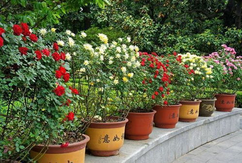 木香花的特点和品种