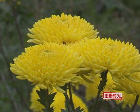 菊花：散风清热，明目之宝