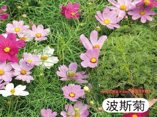 波斯菊种植指南：一盆波斯菊可种植多株