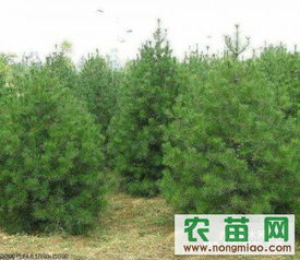 松树苗移栽，春天蕞关键