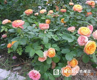 11. 浪漫宝贝月季