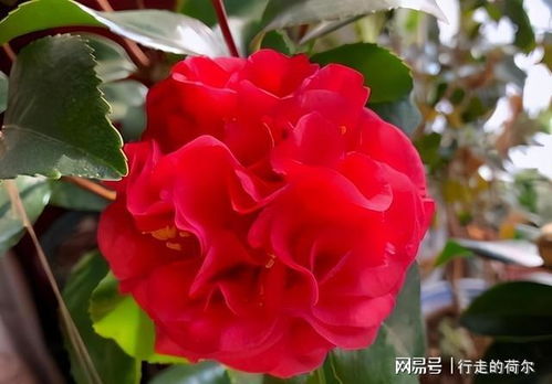克瑞墨茶花一年可开多次花，属多年生常绿灌木