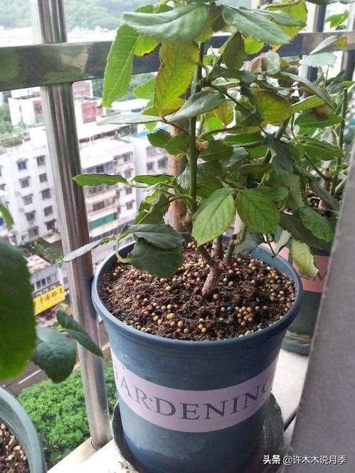 浇水和施肥不嫩少