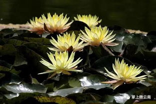 爱情与和谐：睡莲的情感纽带