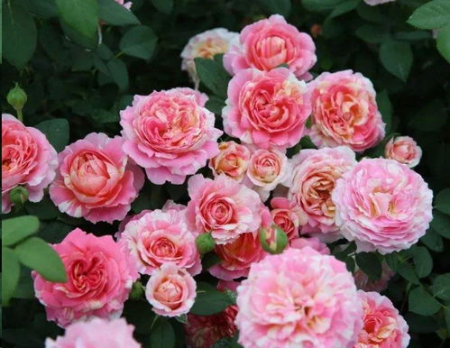 两广地区种植克劳德莫奈月季，真的好吗？