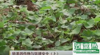 转基因作物，生态环境的隐形杀手？