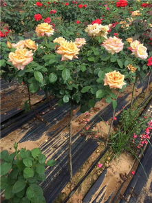 规格大小，价格不同