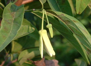 释迦雌蕊轻触雄蕊，花粉如何精准传递