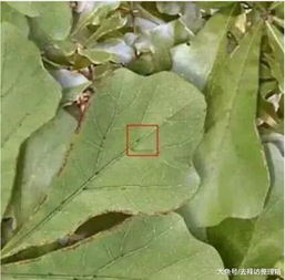 植物叶子为什么会蔫？水分流失导致细胞失水