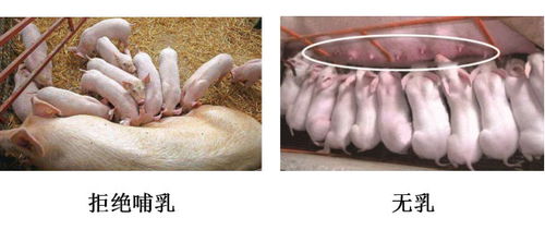 母猪使用乳清粉和代乳粉，哪种味道更适合，更适合母猪采食？