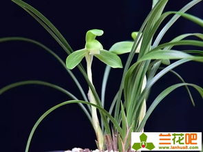 在室养兰花时 还需注病虫害防治，及时处理防扩散