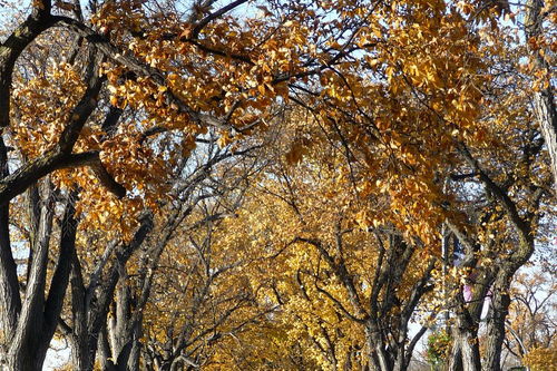 银杏树：院子里的绿意与思考