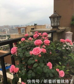 品种与价格的关系