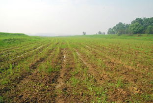 池杉的种植秘籍