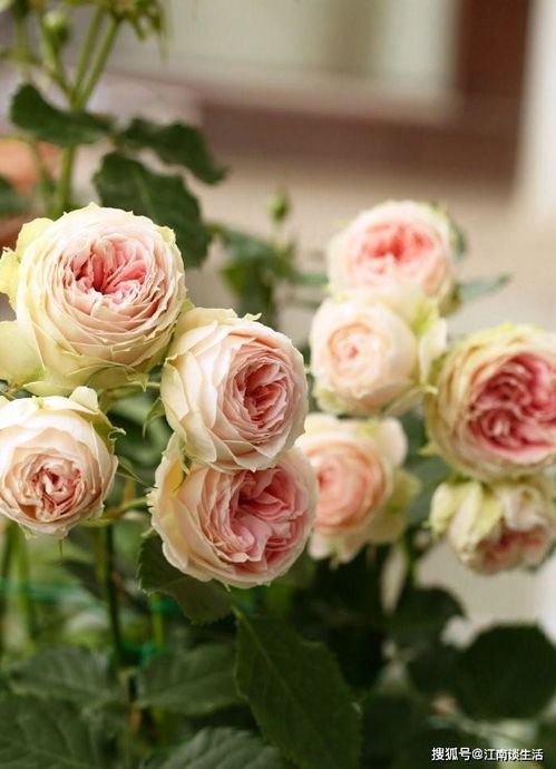 门廊绒球：耐热的香韵