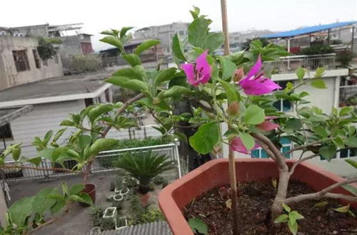 扶桑花开过后如何修剪才能焕发新生