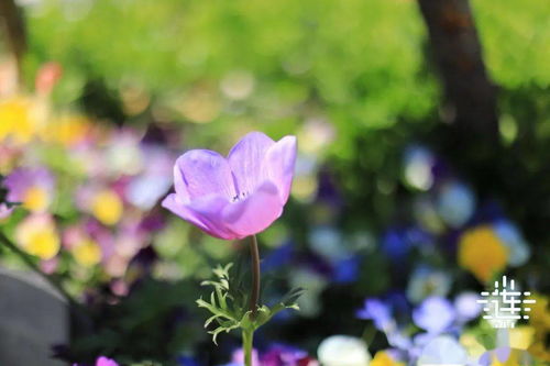 提升花卉甜度：科学管理让花朵更甜美