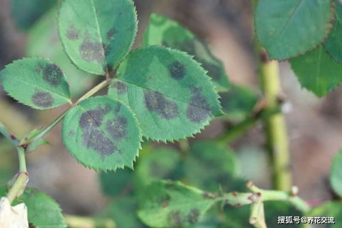环境调整：通风、阳光、温度
