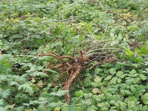 头两年您可别指望回本，这玩意就跟养娃似的，得慢慢熬。
