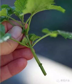 薄荷如何从水中移植到土壤中，能否顺利生根发芽