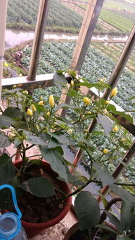 辣椒种植方法有哪些？春天种还是秋天种更合适