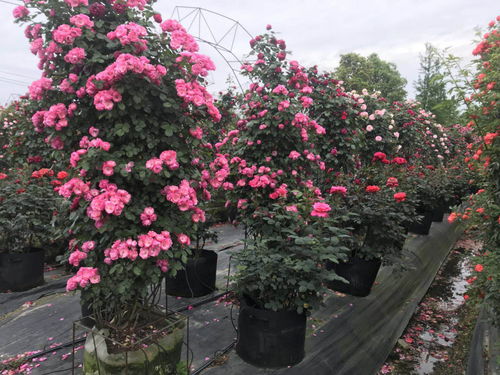 丰花月季和香型月季