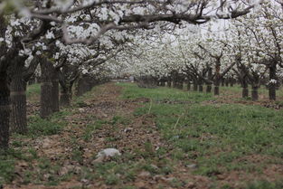 乔木开花时间轴