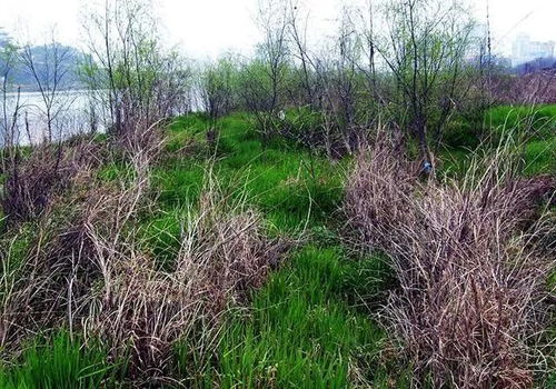 三、 草甘·草铵膦：双重打击，杂草无处藏身