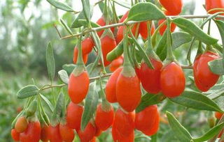 枸杞病虫害大作战，农药选哪款？