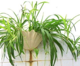 吊兰、芦荟，净化空气的小嫩手