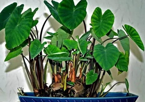 冬天水培芋头温度多少最适宜？