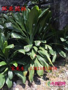 广东万年青的花叶品种