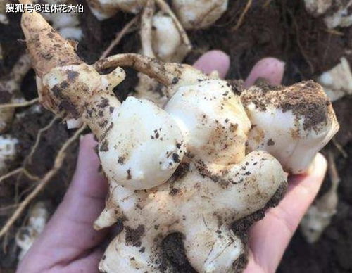 种生姜先要知道这些小道道