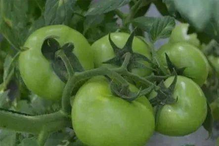 小番茄种植时如何避免病虫害，提高果实品质和产量？