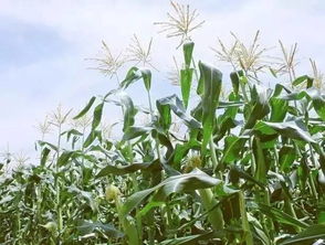 玉米除草剂：是啥玩意儿？