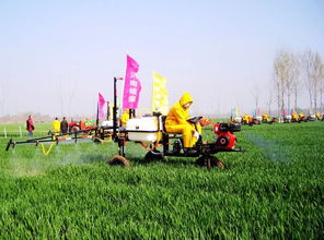 小麦喷药，那可是门大学问！