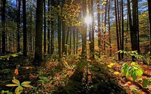 苗圃自给自足：盐碱地植树的新策略