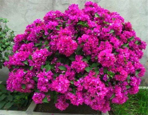 三角梅花芽如何拆分？是先从中心还是边缘开始