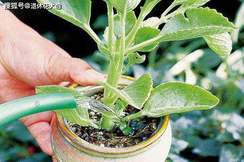 霸王鞭如何科学浇水？何时需减少水量