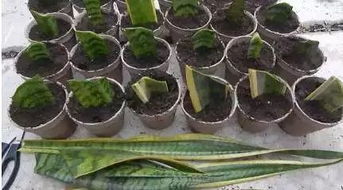 米兰扦插时间：何时是好？