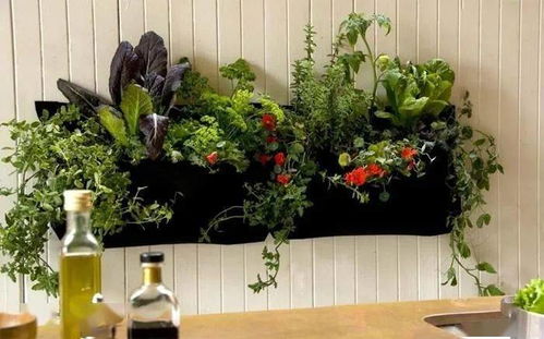 三、收到包裹先别急着拆！90%新手不知道的秘诀——种子需要