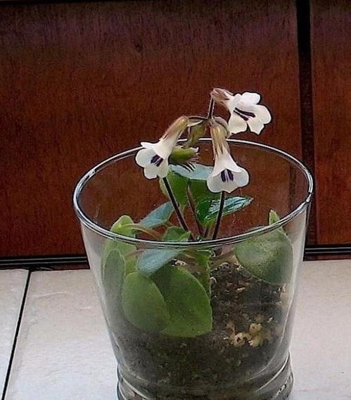 玻璃容器种植法