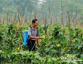 人工湿地去除农药的妙法揭秘