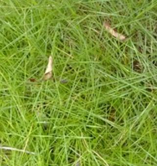 耐盐碱， 抗病虫害