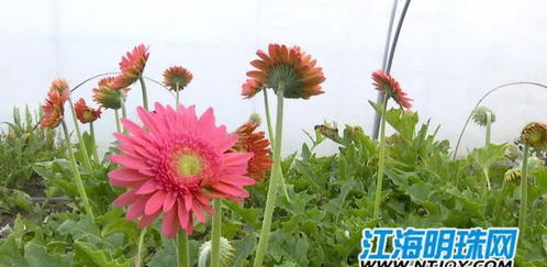 红色非洲菊，送活人真不吉利吗