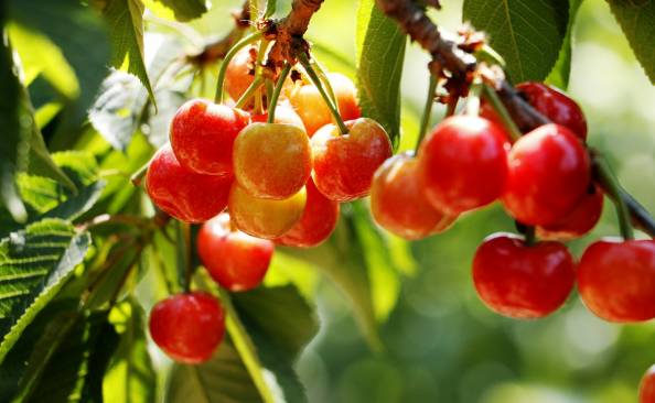 育苗实验室的血泪教训