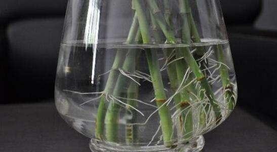 富贵竹营养液水培时如何根据植物生长阶段调整营养液浓度配比