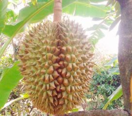 榴莲怎么种？芒果怎么种植