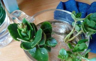 第四步：扦插繁殖